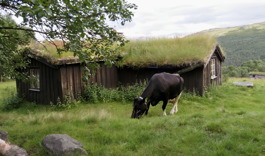 Norway Summer
