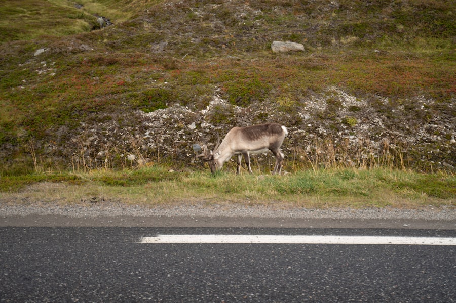 Photo Hammerfest
