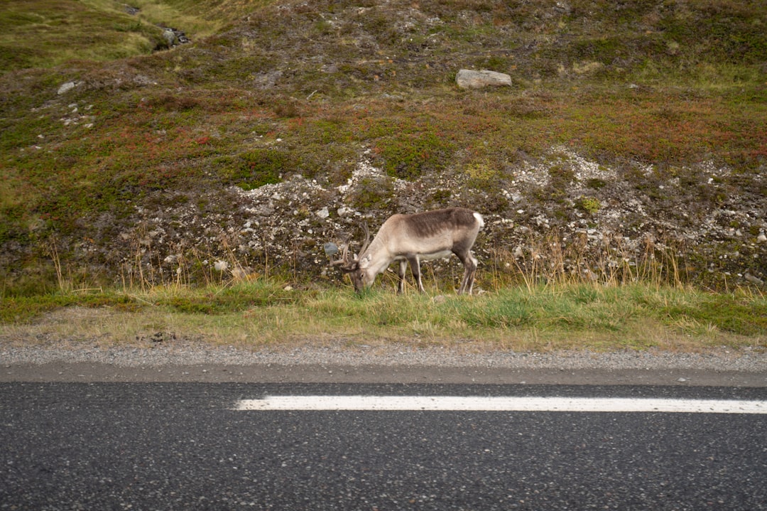 Photo Hammerfest