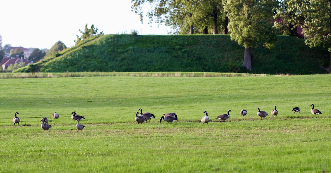 Photo Fredrikstad